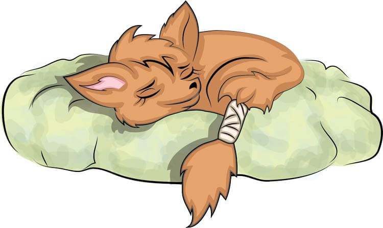 fox sleeping on a cushion